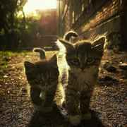 二营长的意大利炮