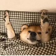 肉丝ル