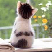 一只小小西瓜丶