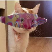 猴头菇
