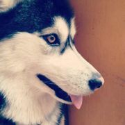 ayumiboy