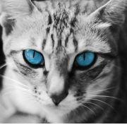 白天不懂爷的黑