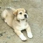 冷漠丶秋风落叶