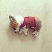 巴基斯坦小土豆