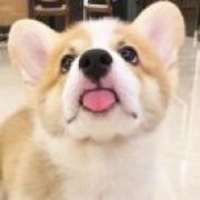 得闲饮茶