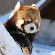 你会唱小星星嘛