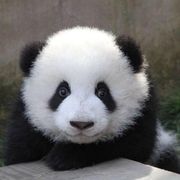 🇨🇳  自己知己ℓ