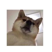 善意的狼牙风风拳