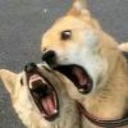 林栖.