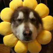 大法师安东尼找得到