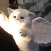 猼訑、