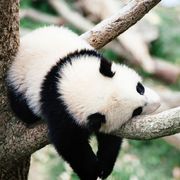 ༺  黯星  ༻