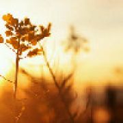 尘世美。尘世恋