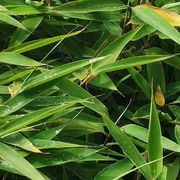 ৡꦿ᭄࿐龙✨ོꦿএ᭄゛