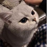 小黄.代.常磐丁香