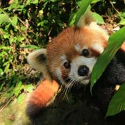 小熊猫不是浣熊也不是小的熊猫