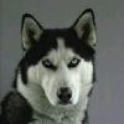 随你气，我没肺。