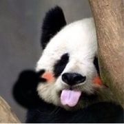 猫同学ฅ• . •ฅ