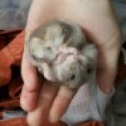 极光●幻影●天阳