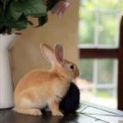 ꧁ཉི炎晔ཉི꧂