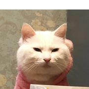 我这双眼已经看透了一切