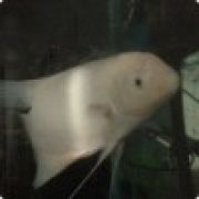 心交朋友钱交狗