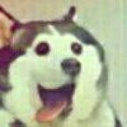 地ふぶき壊れた草