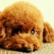 （柠檬心酸  °）