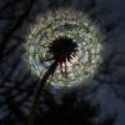 首席插眼执行官