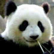熊猫