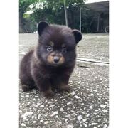 落红踏尽何处游