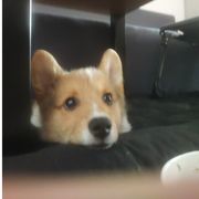 (͡-̮̃-̃ 芒果·