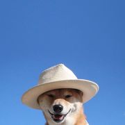 明天还会有晨光