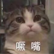 喵了个咪2403