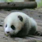 二娃的翠花老钟的冰冰保佑我