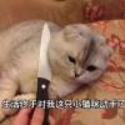 您的好友已死亡