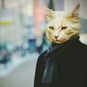 森林里的一棵树