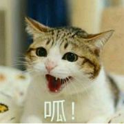 喵喵喵喵小六噢