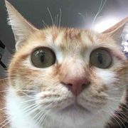 对方正在输入中......