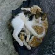 いばらぎどうじ