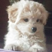 二哈领袖汪汪叫