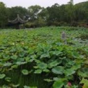 王小小凤