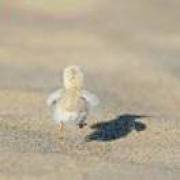 对方正在输入...