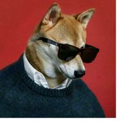 莫有感情的杀手