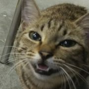 然而我早已看透一切