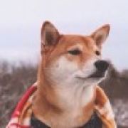 一只会唱歌的汪星人