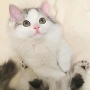 浴巾架