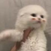 讨只软猫儿