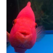 嘟嘟嘟嘟嘟嘟嘟嘟嘟