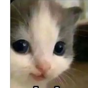User31178259